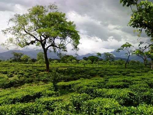 Dooars Jungle Safari Tour – 5 Days